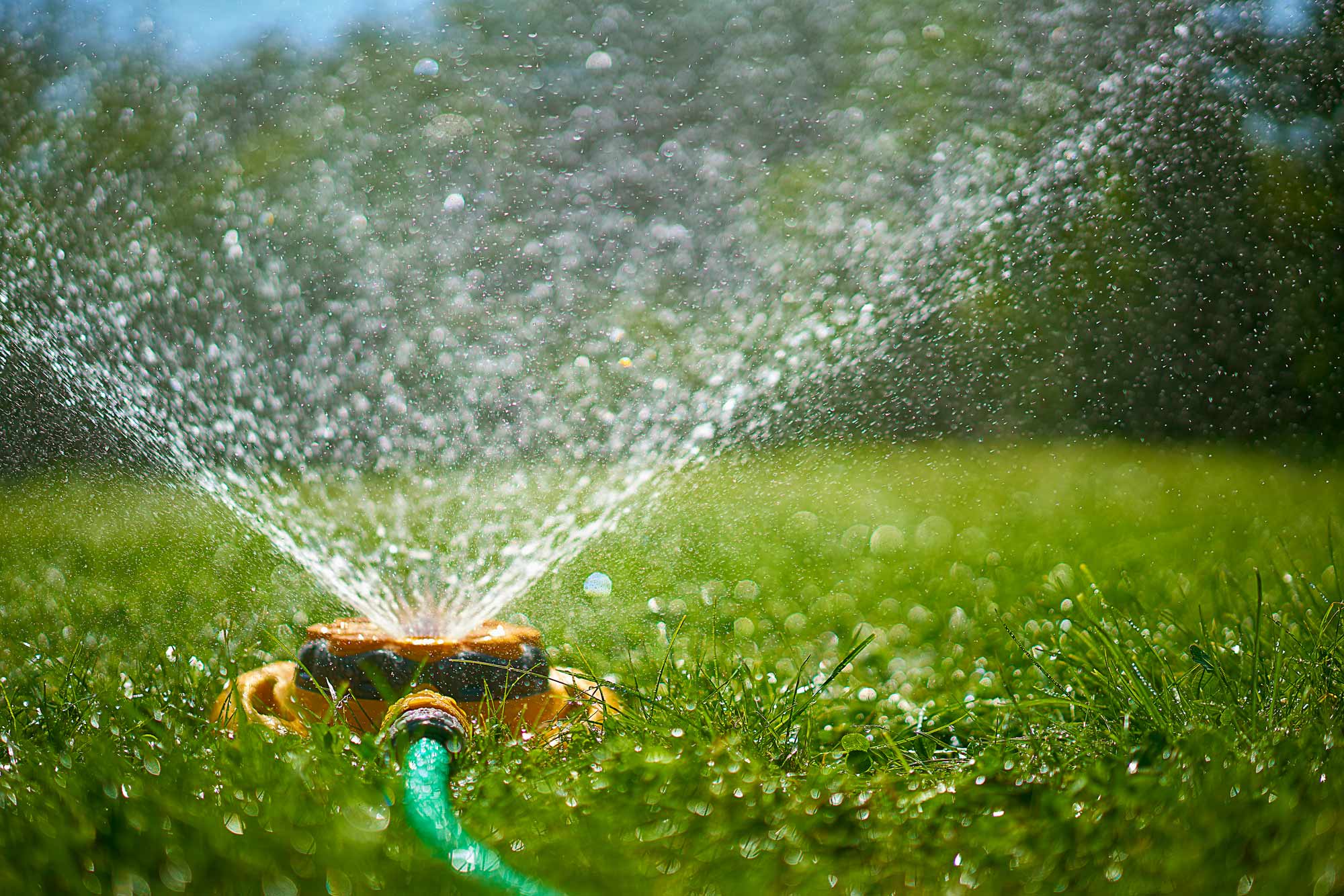 Mastering Lawn Hydration: Secrets to a Lush, Green Garden in Elk Grove